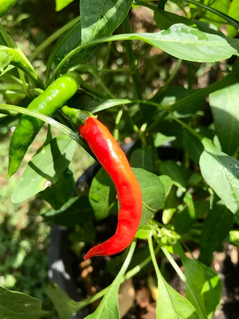 Identification please. Showed up in my habanero pot last year, didn’t flowers or fruit, kept it indoors over winter and now I get a harvest. Looks like Thai red?