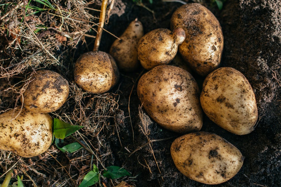 ripe organic potato in private garden.