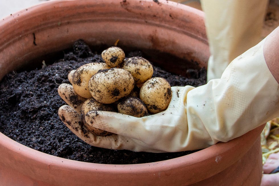 woman picking potatoes grown in a pot from the patio of her own house