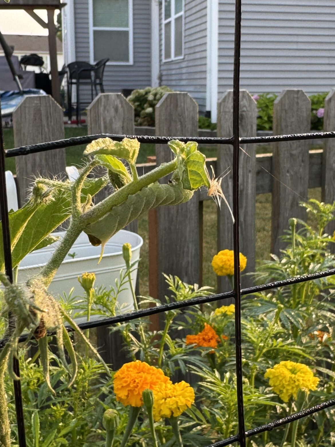 Am I a real gardener now?