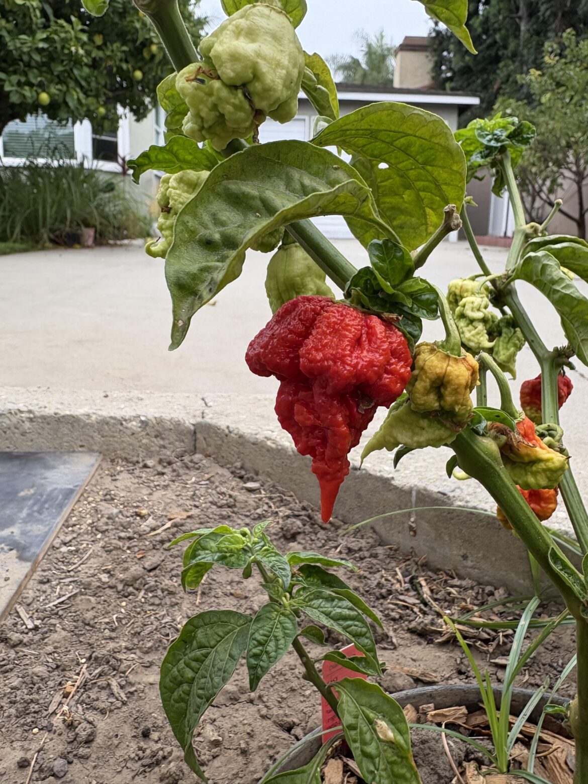 My first Beast Pepper!