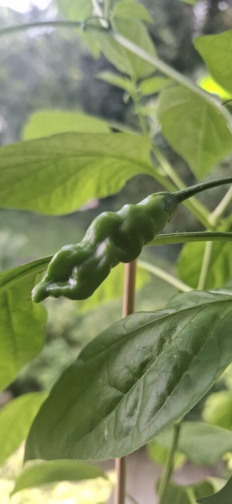 What on earth did I plant here? What on earth did I plant here?