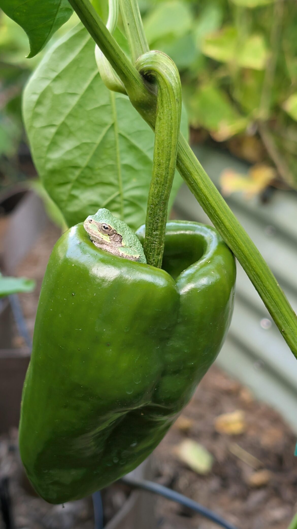 Just a frog chilling in a poblano