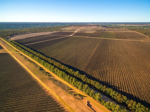 One of the Riverland’s largest vineyard holdings has been brought to market, with Colliers offering the Thomson Vineyard Portfolio, comprising 736.92 hectares across three sites. The sale comes as industry voices call for structural changes in South Australian viticulture.