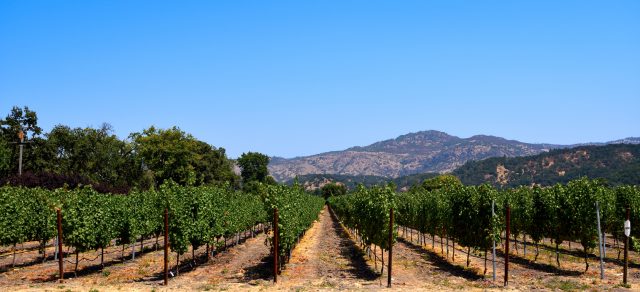 What’s happening in wine sales in the US mirrors broader economic patterns, with a few key exceptions. The takeaway is that high-end wines are soaring and mid-to-lower-priced wines are tanking. Only it’s not quite that cut and dry. Kathleen Willcox reports.