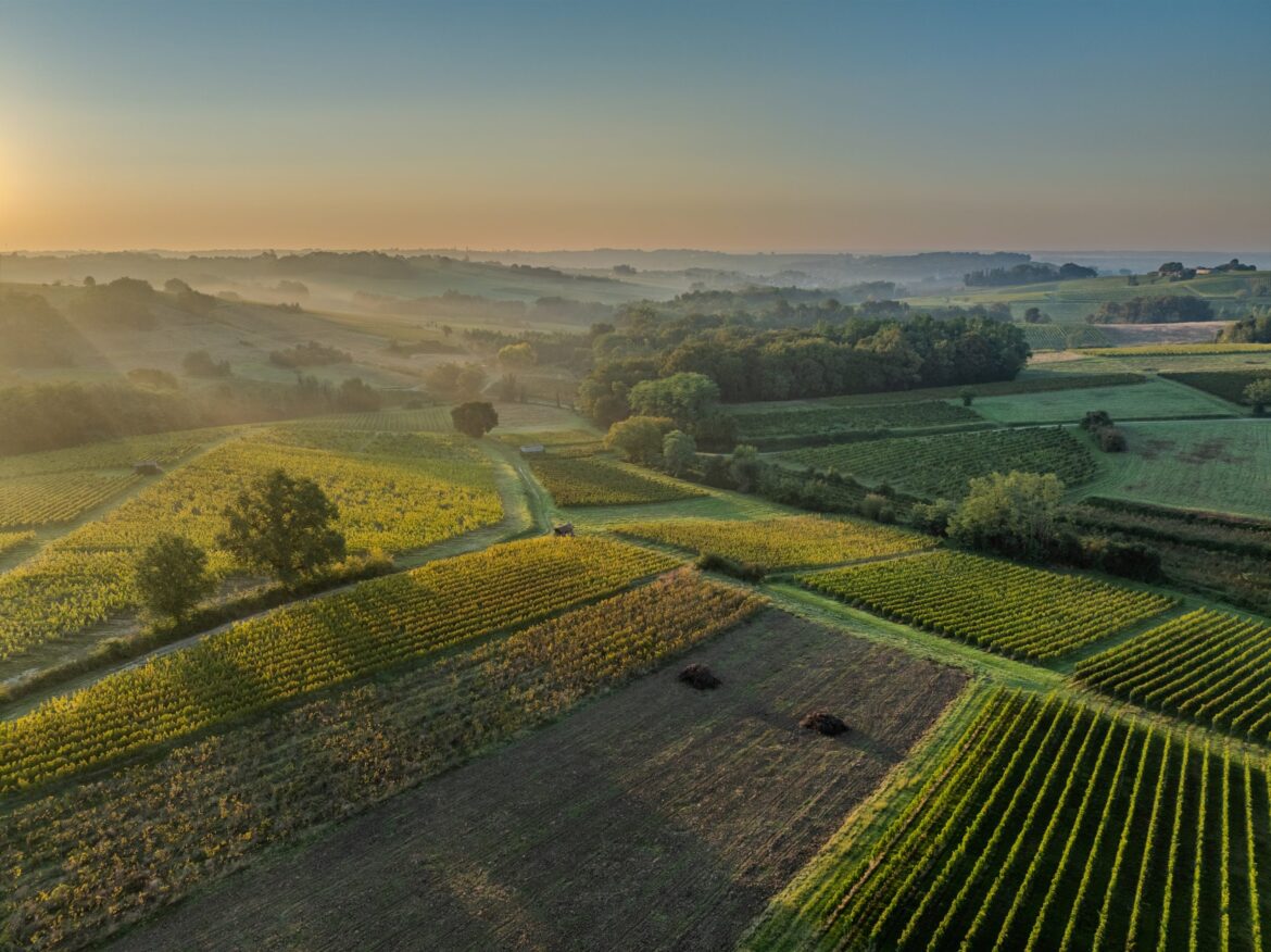 France’s wine output set for 2025 rebound France’s wine output set for 2025 rebound