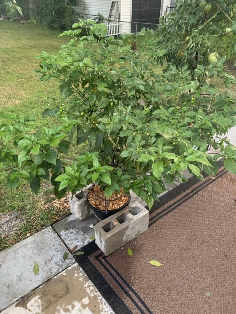 Ghost pepper in 3 gal pot