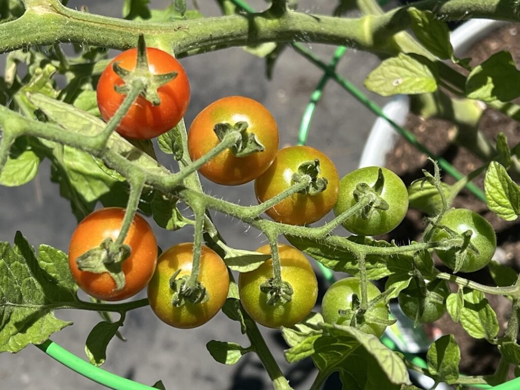 First ever tomatoes! Feeling hopeful First ever tomatoes! Feeling hopeful
