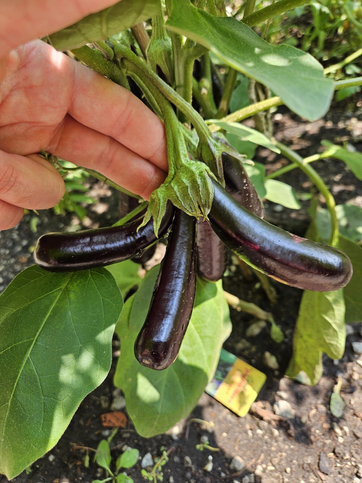After popular vote (and a few days off) meet... The Parmesan Sisters