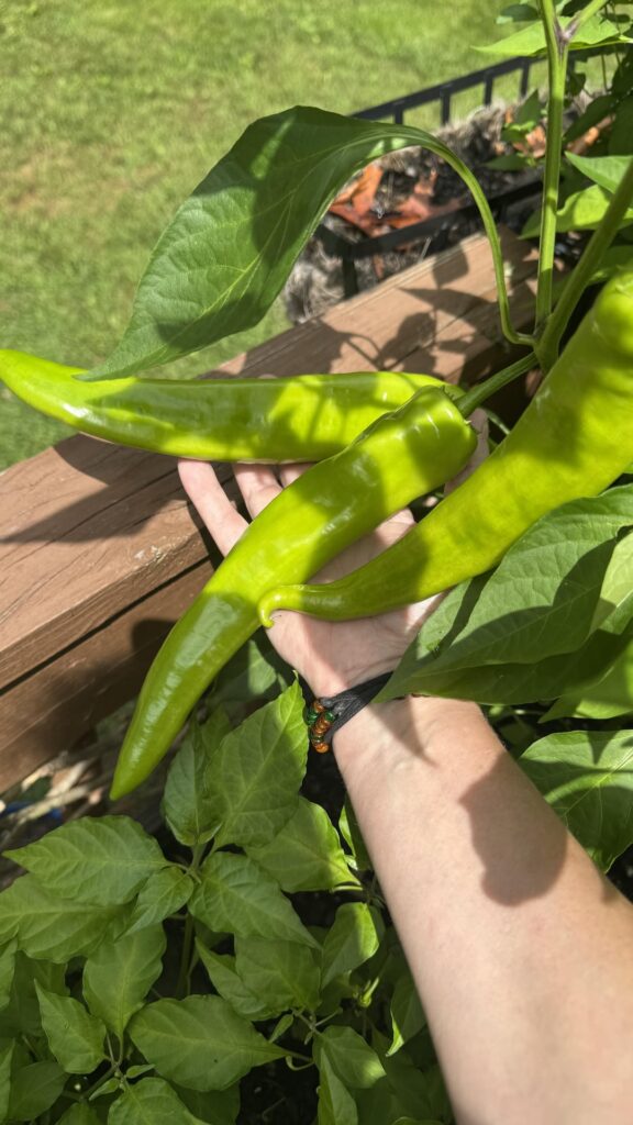 Grew a few unmarked mystery pepper plants. ID?