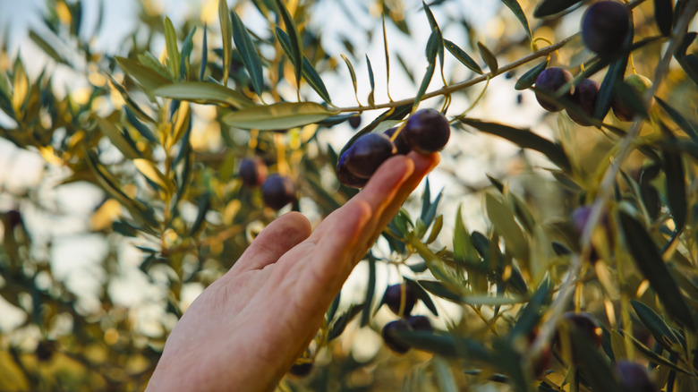 Farmer touching an olive tree