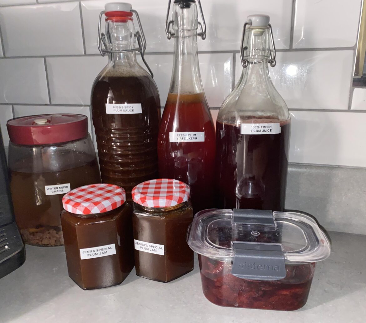 Happy September! Plum Picking Season 🍑🤌🏼