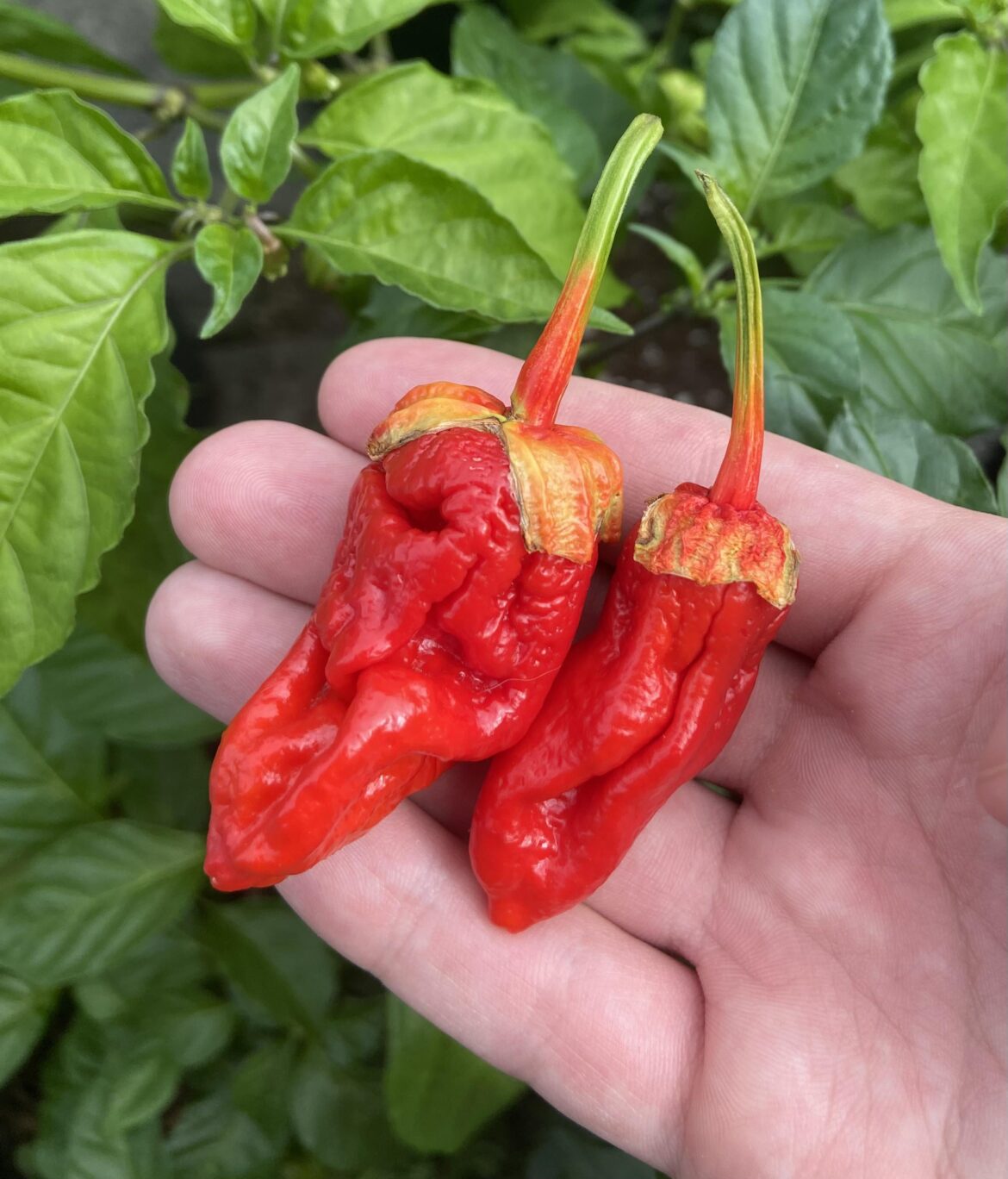 Ghost 7pot bubblegum 👻