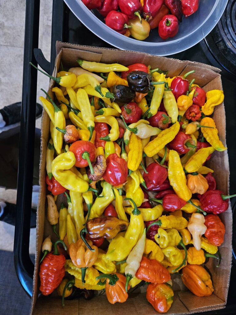 Got a decent Harvest today!