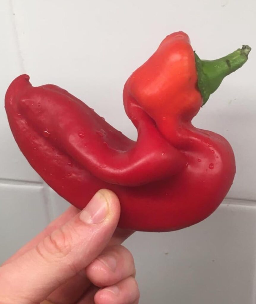 A duck that looks like a red pepper