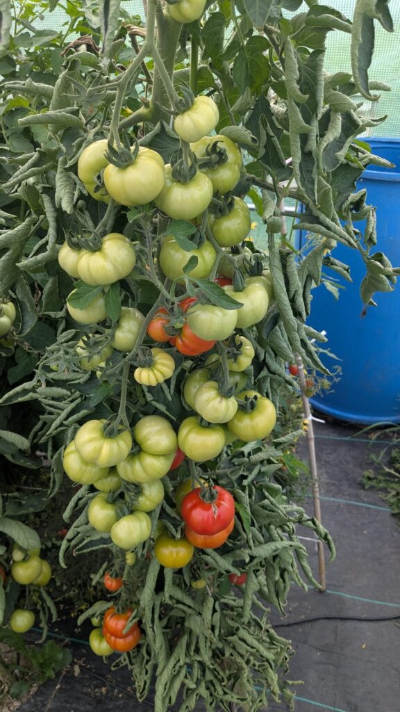 Been picking tomatoes for the past month and still feels like I haven't touched them