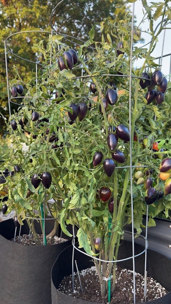 My first midnight roma tomatoes!