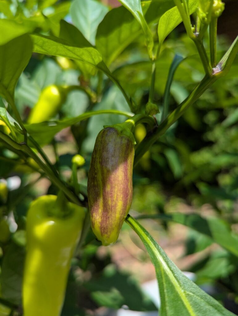 What is going on here with banana pepper?