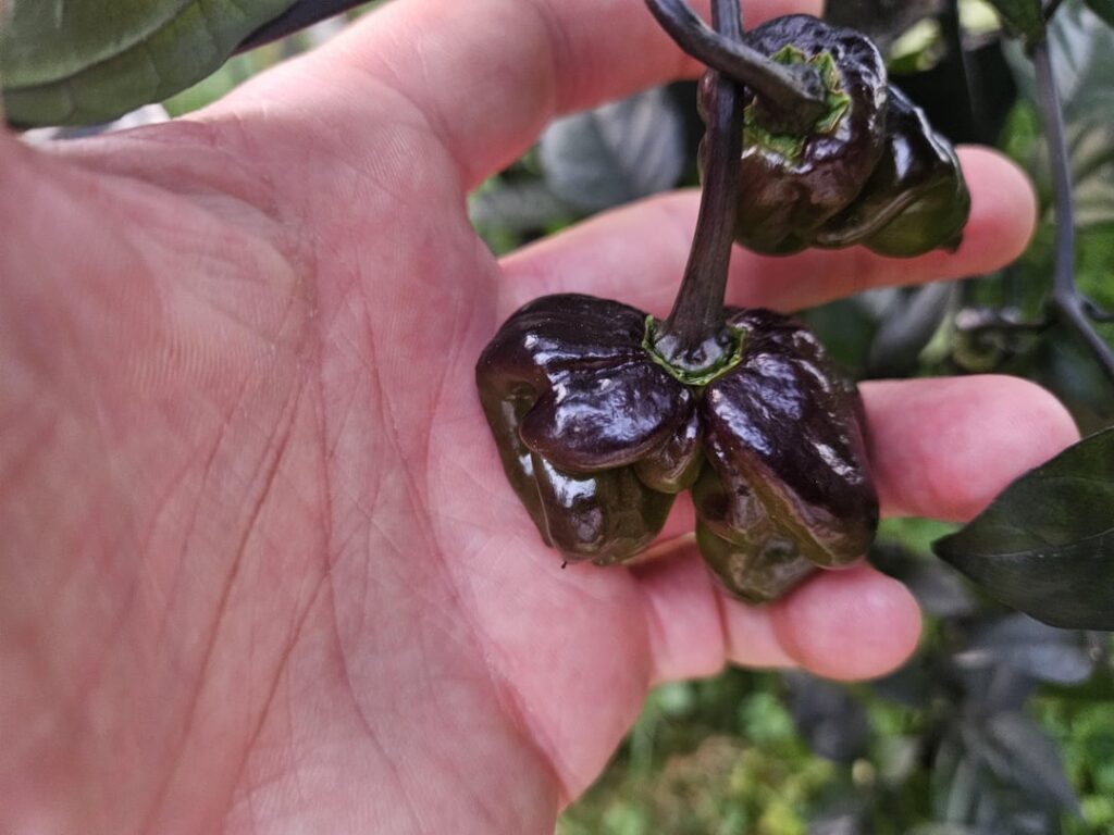 My Hallows eve pepper plant has 2 peppers from one flower 🌼