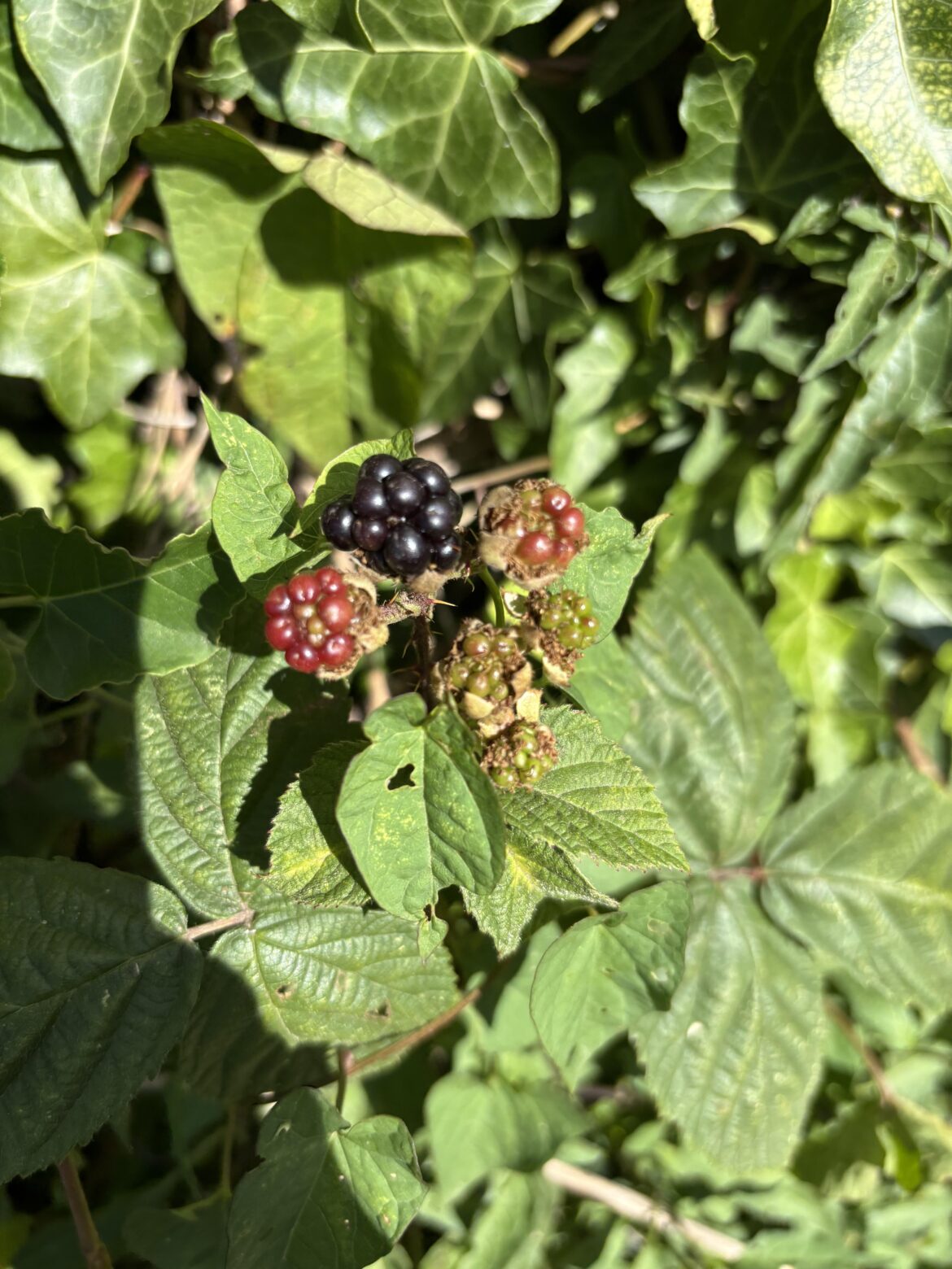 Blackberry on July 3rd ?