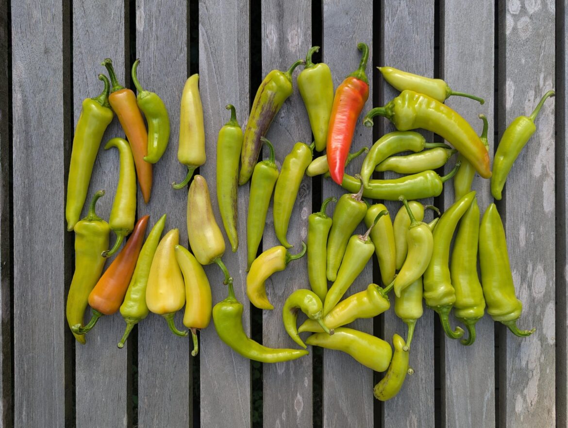 I think it's pickling time :D