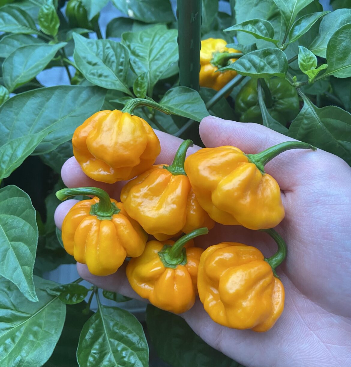 My all time favorite scotch bonnet foodarama yellow