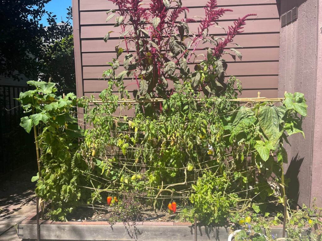 I have to rip out my garden 😭