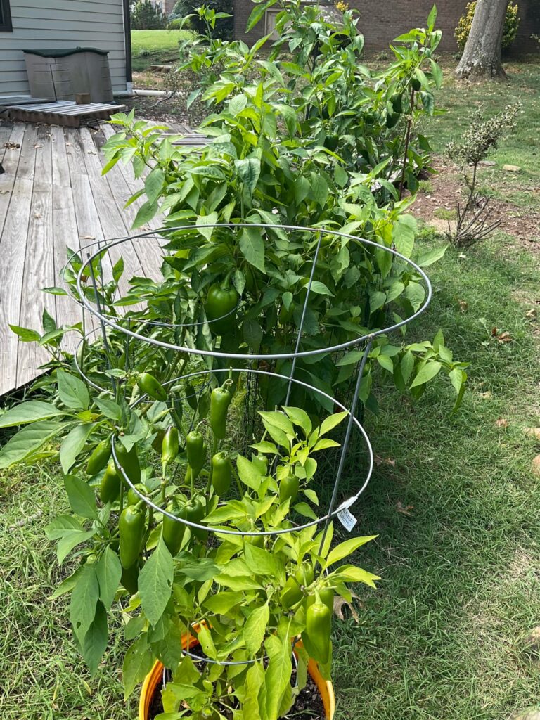 What eats pepper plants? What eats pepper plants?