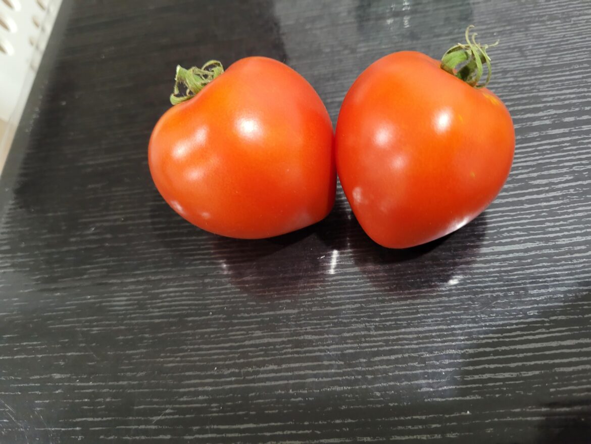 First tomatoes ever, growing them in pot on my balcony.