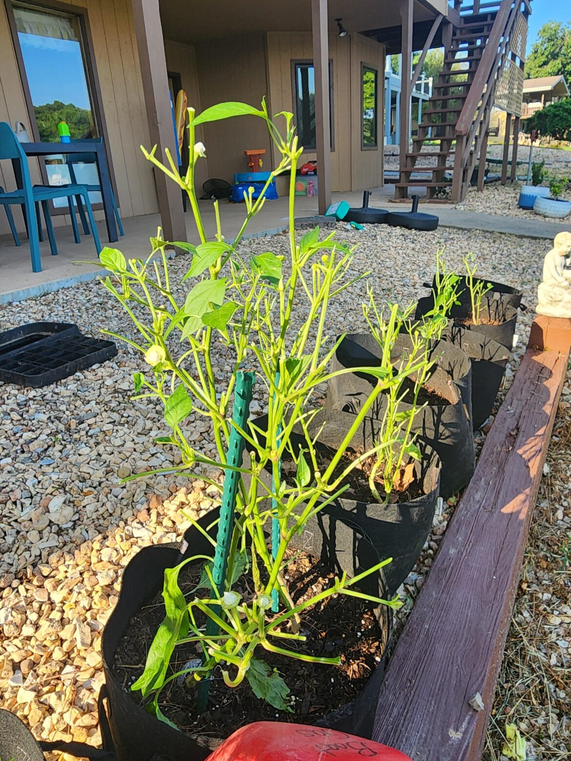 Deer ate nearly every pepper I had. Are these done for or can they come back still?