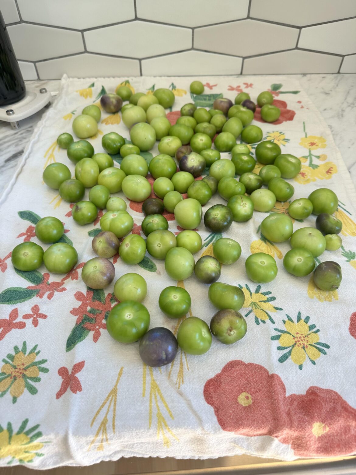 Tomatillo harvest