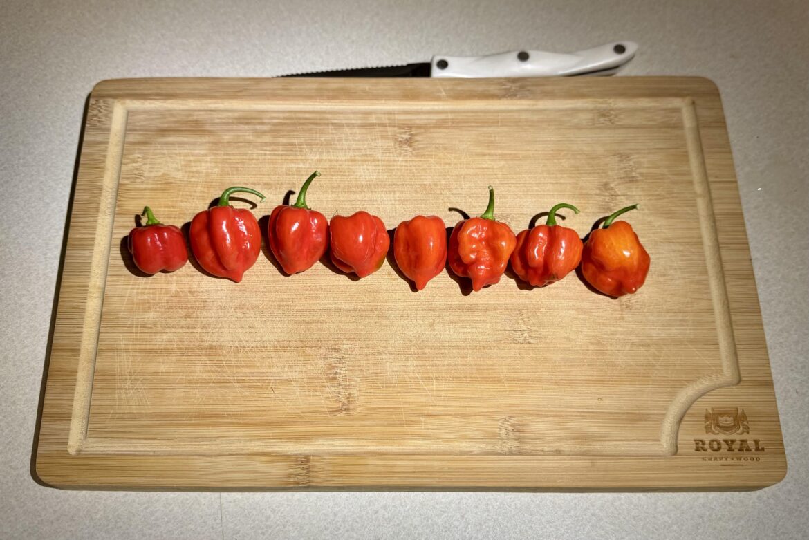 First yield of my first garden First yield of my first garden