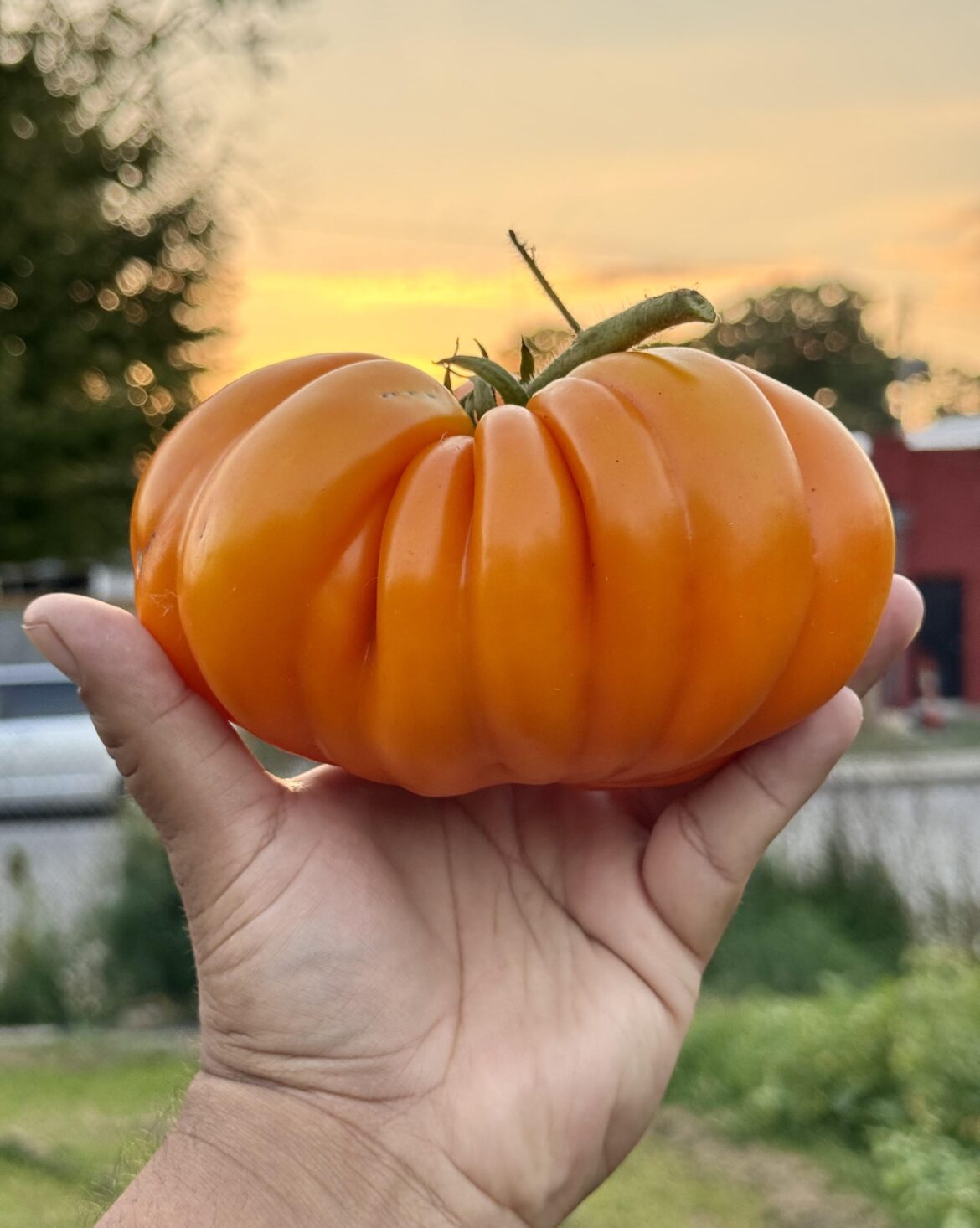 Orange Accordion from my garden