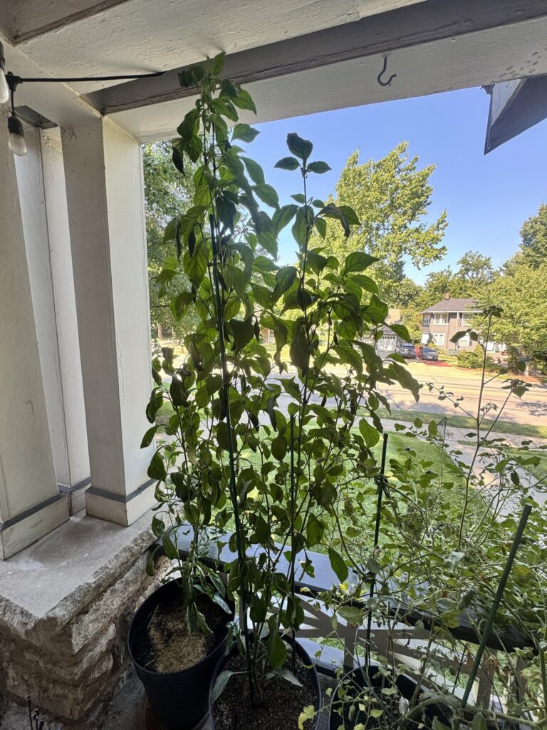 I present to you my monstrosity of a jalapeño plant. I present to you my monstrosity of a jalapeño plant.