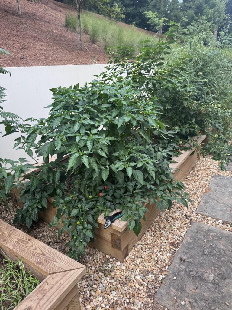 My Habanero went crazy this year