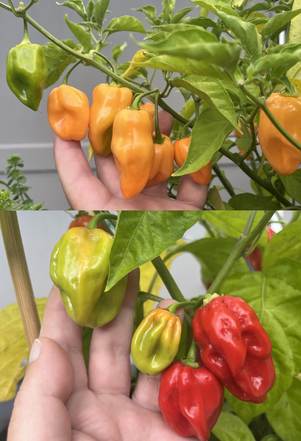 Mystery Peppers?
