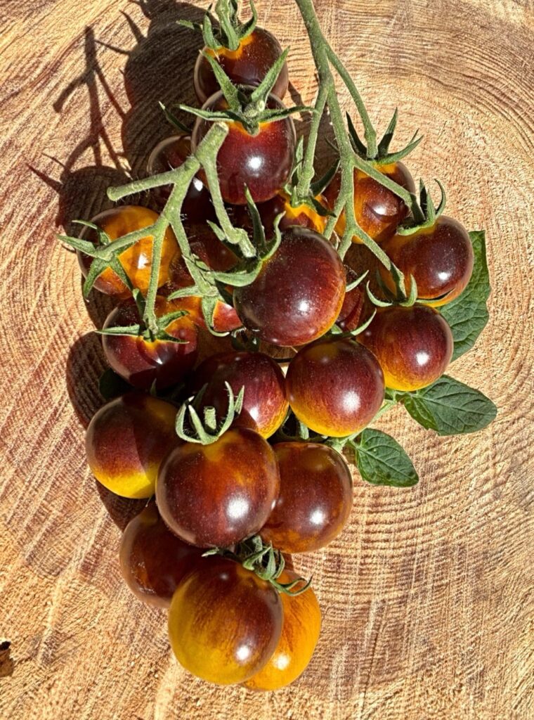 AWESOME EMMA AWESOME EMMA