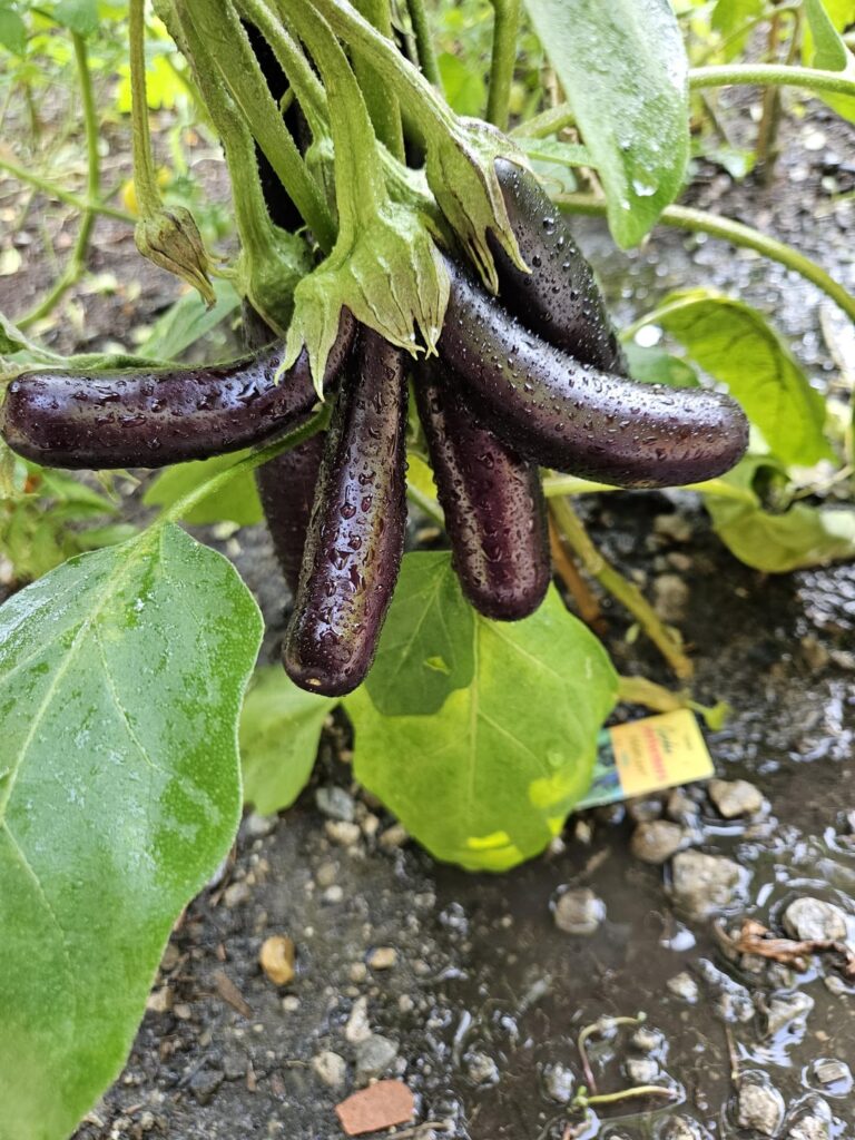 The Parmesan Sisters are growing again ❤️