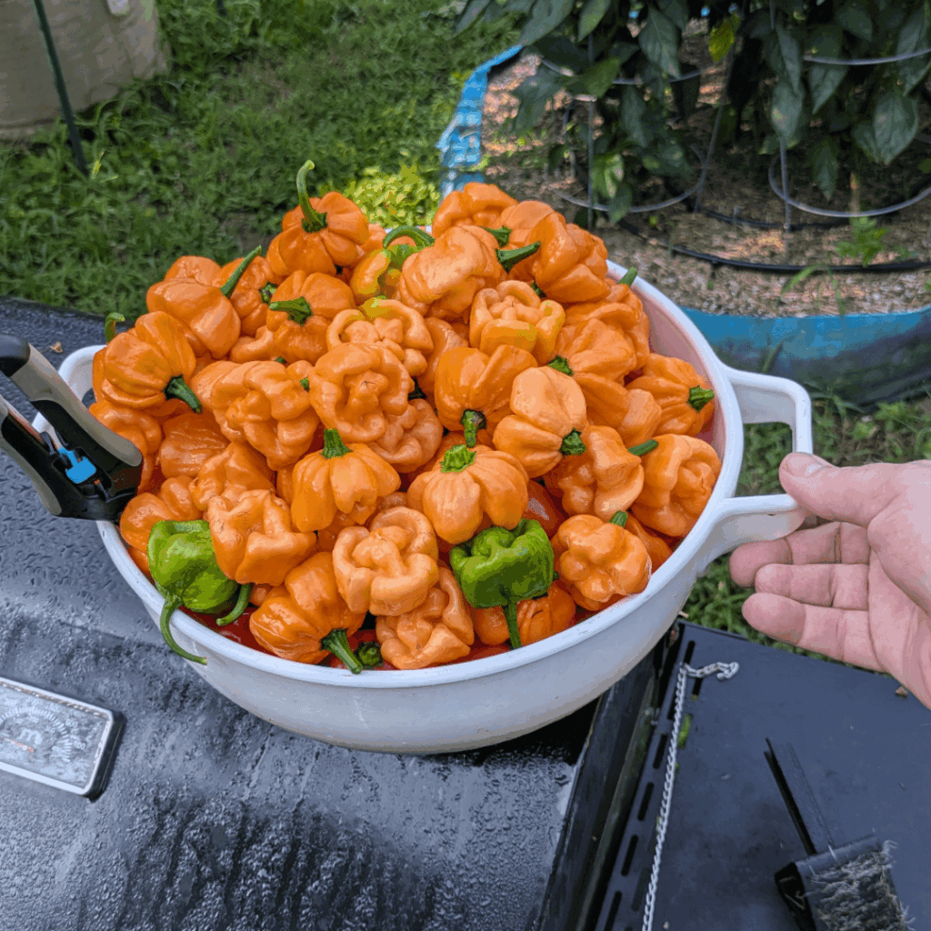 Another weekend harvest!