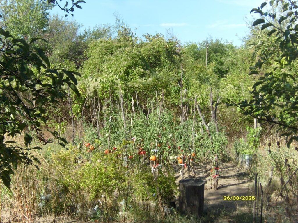 The garden of my grandma. Somewhere in north Bulgaria.🍅🍐🍎🌱