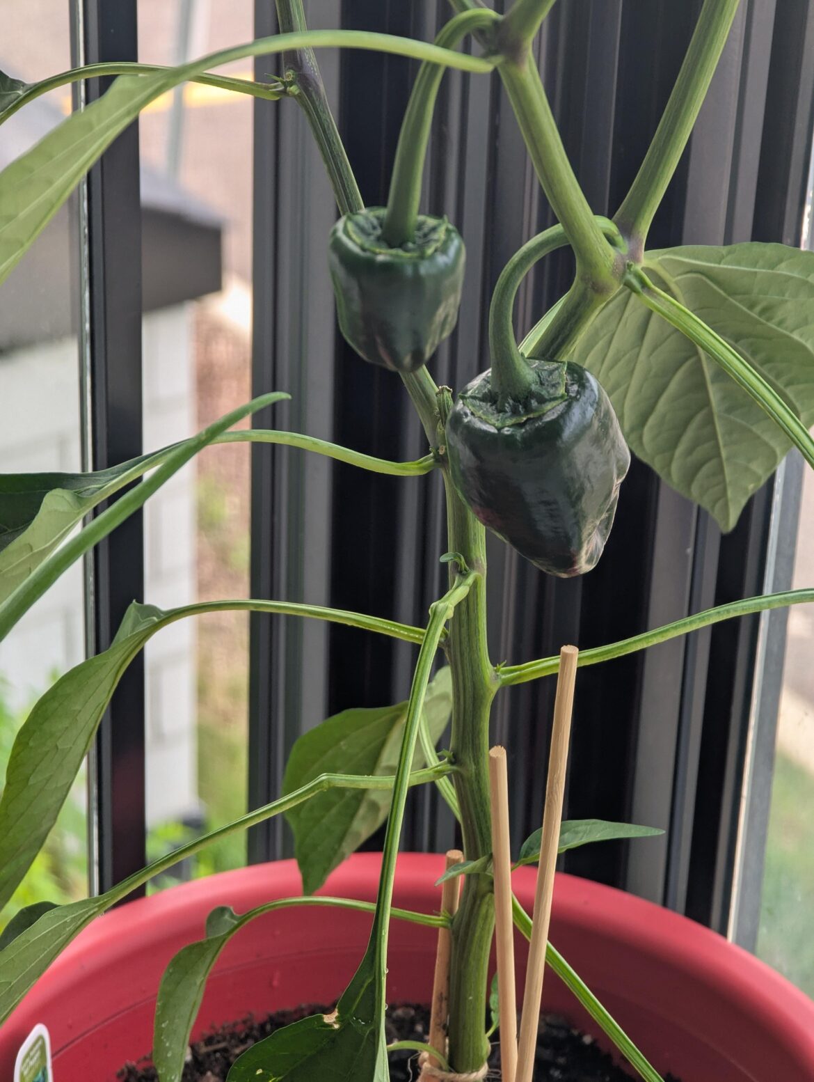 Update: Thank you to everyone that told me to pick the Pepper last time! This Pepper has been growing about 4 days since I picked the other one