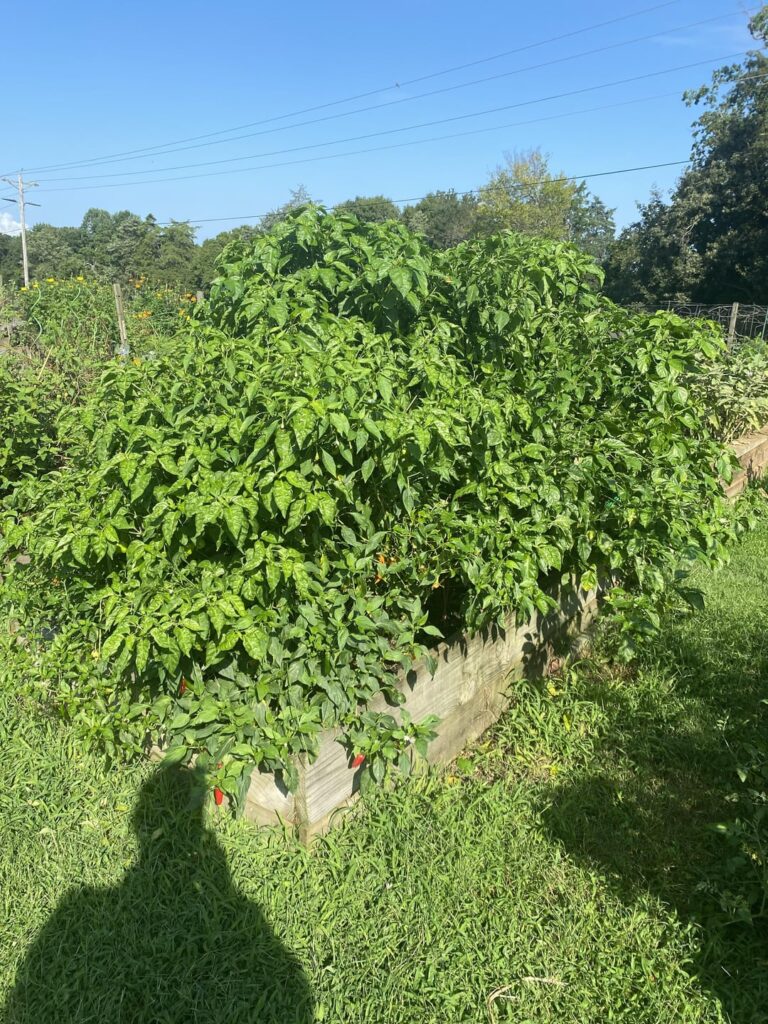 Pepper Garden Update 4