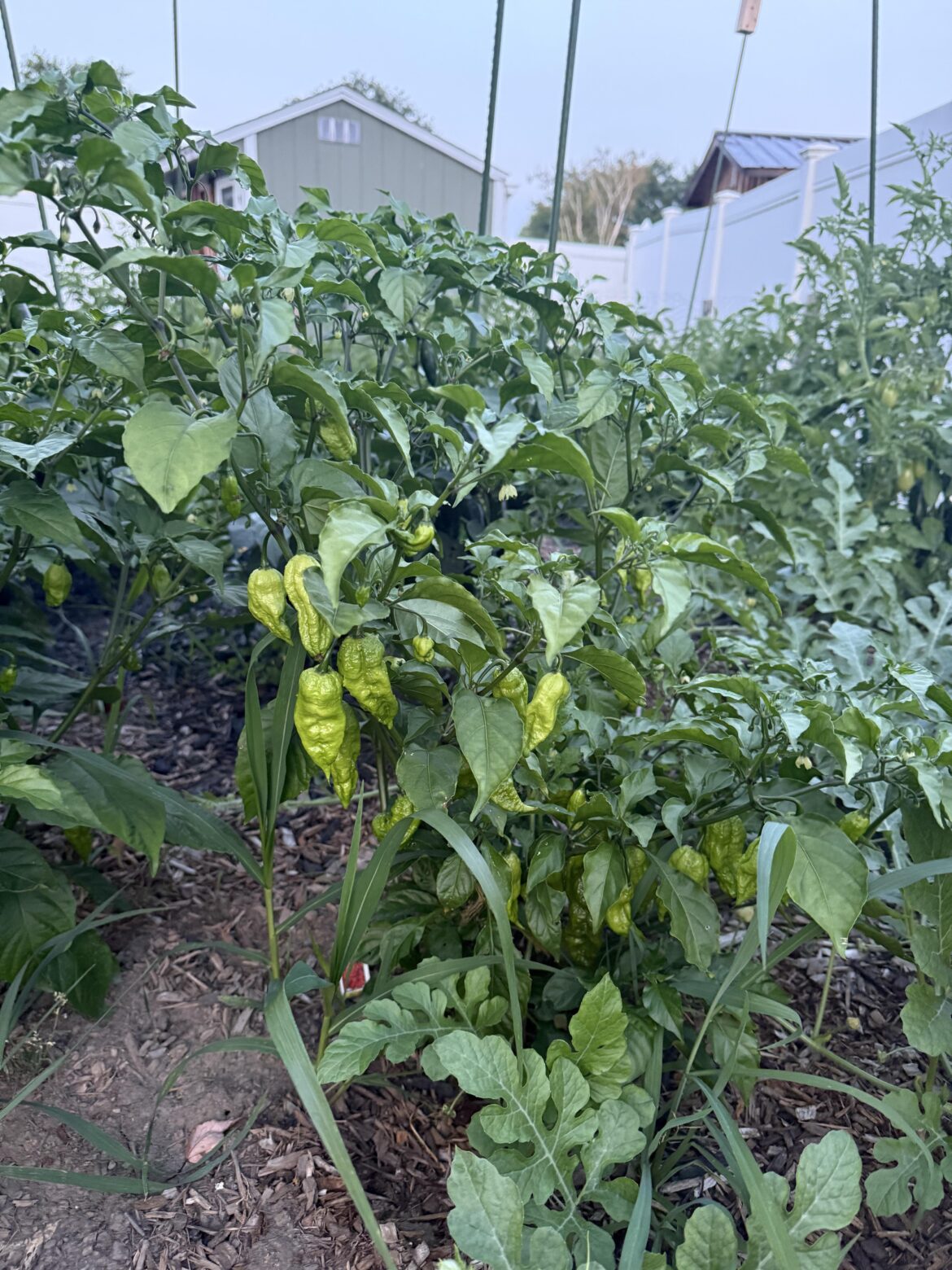 Ghost Peppers are thriving.