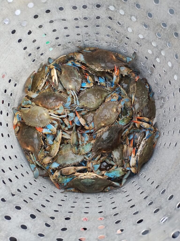 Homefield advantage: boiled crabs