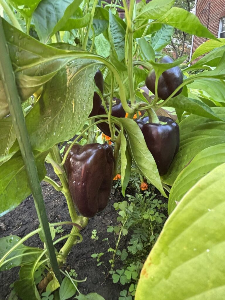 What kind of pepper is this?