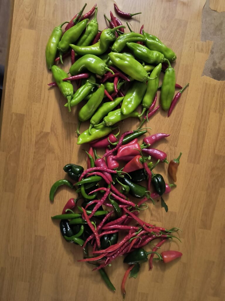 Another amazing harvest