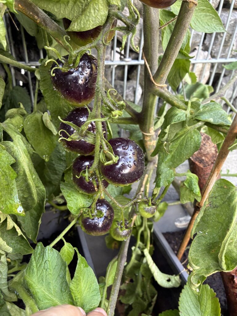 Finally here! A beautiful result ππ Finally here! A beautiful result ππ