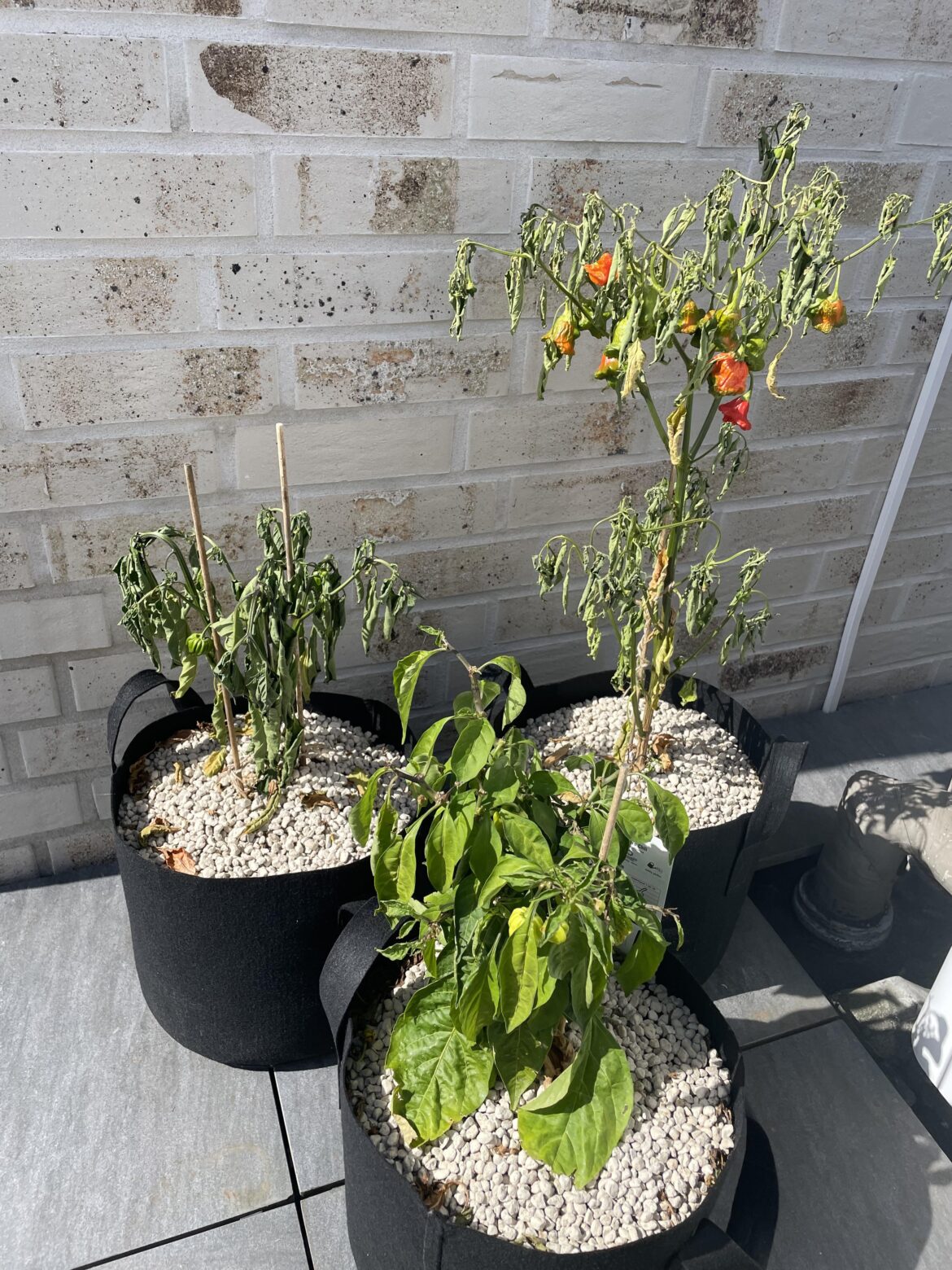 are my plants cooked? Left the country for a week and no one watered them