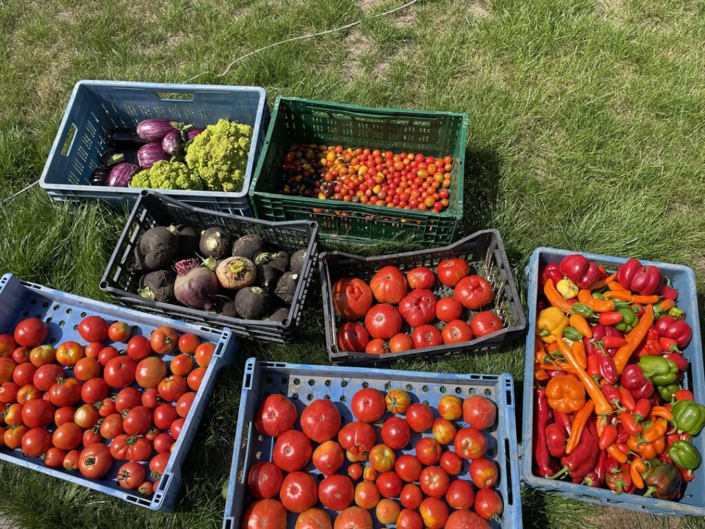Another harvest, this time with garden photos