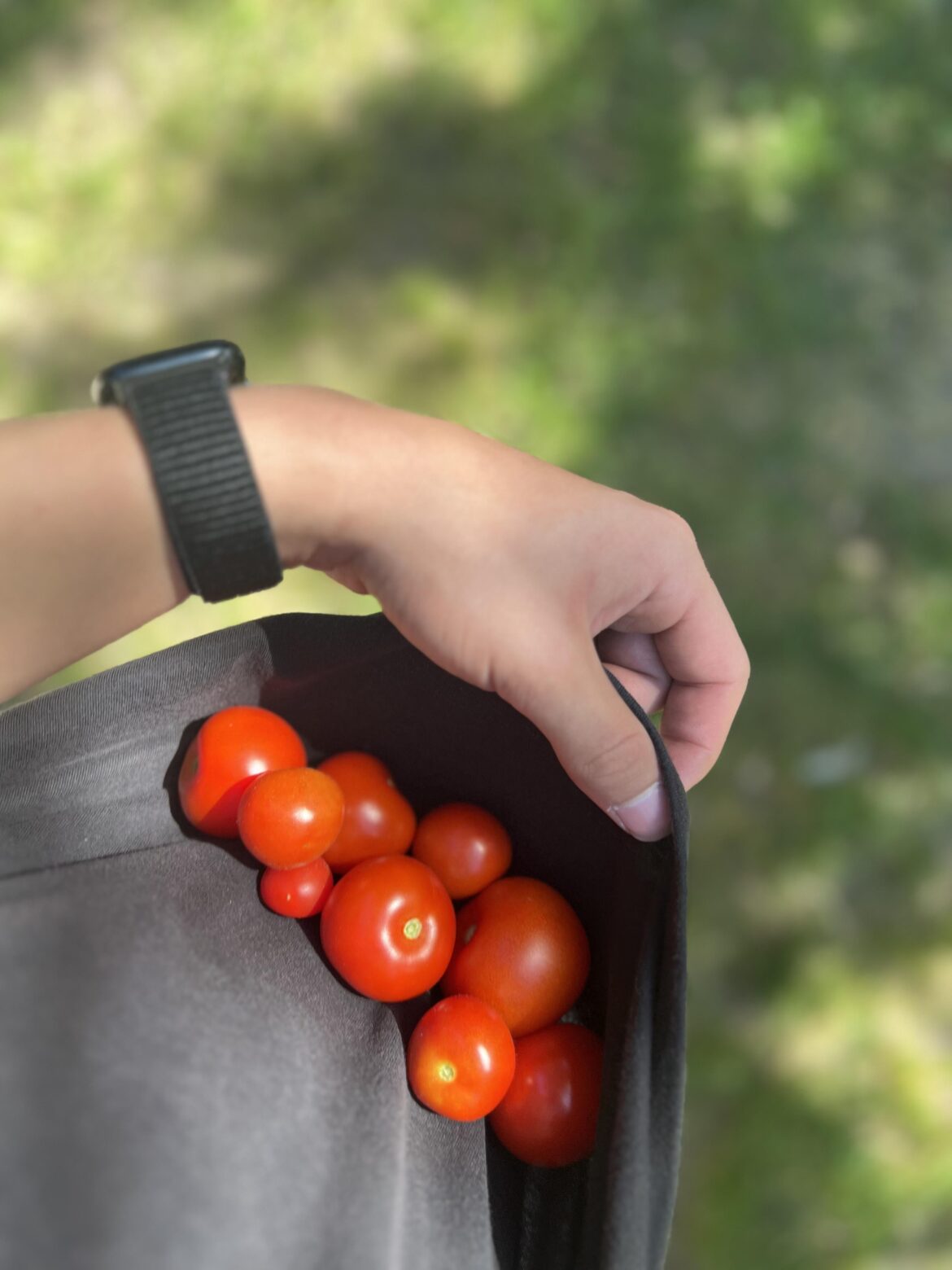 My First tomatoes this year